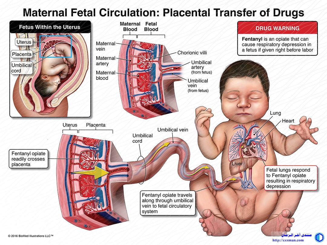حصري: علاقة الشيطان بالمشيمة placenta